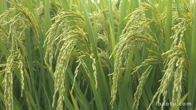 水稻五常大米稻穗随风摆动